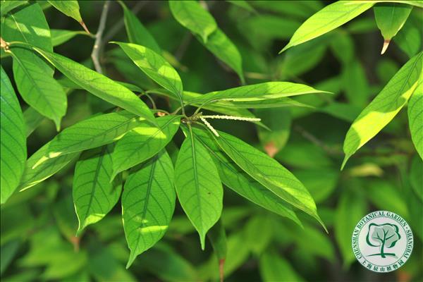 上海数字植物志